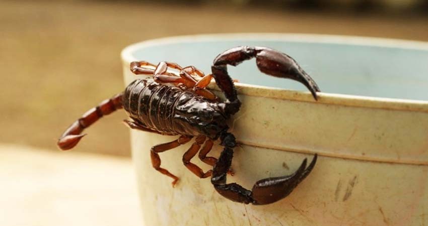 Alacrán pica a niño de 4 años y lo deja en coma