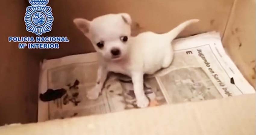 Rescatan a 270 perritos; les cortaban las cuerdas vocales