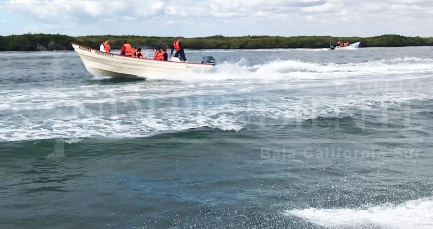 Temporada de avistamiento recibirá más de 80 ballenas en Puerto Chale