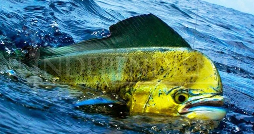 Cámara de Diputados “no tocará” pesca deportiva en BCS: Claudia Yáñez