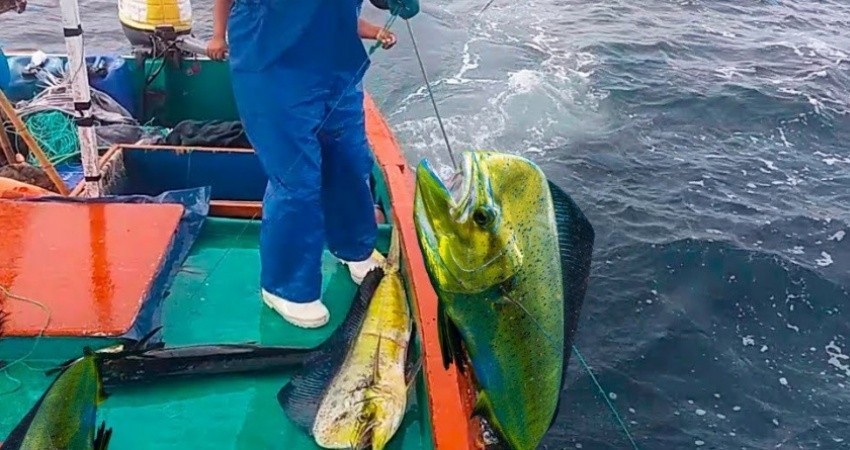 Ratifica fracción de MORENA en el Congreso rechazo a liberación comercial del Dorado