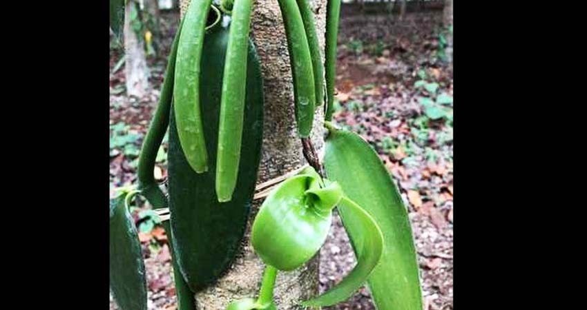 Incluye Sader a la vainilla en proyecto para aumentar 700% su producción