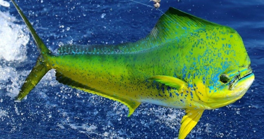 Necesario crear frente común contra liberación del Dorado: Luis Araiza