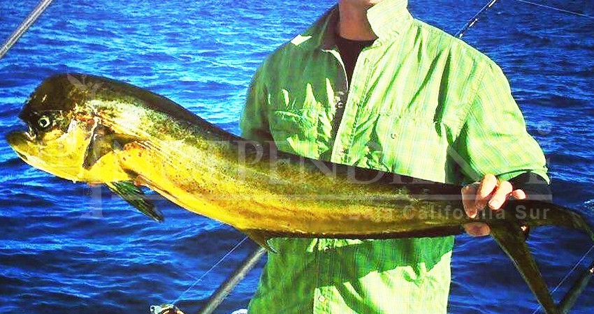 Gobierno de BCS y Asetur en contra de la liberación al comercio del Dorado