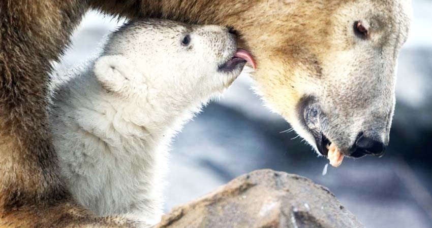 Alertan sobre aumento de canibalismo entre osos polares