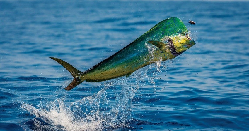 Frente Sudcaliforniano se planta ante Congreso de la Unión para defender al Dorado