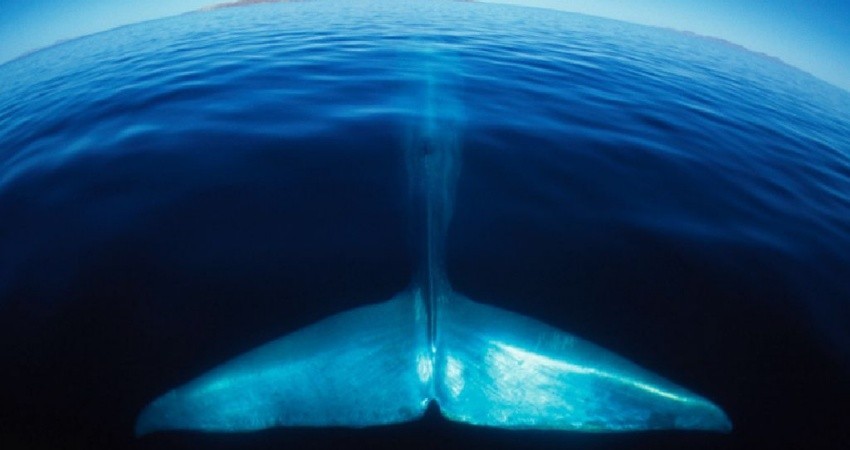 Del 19 al 21 de marzo se llevará a cabo en Loreto el 5to festival de la Ballena Azul