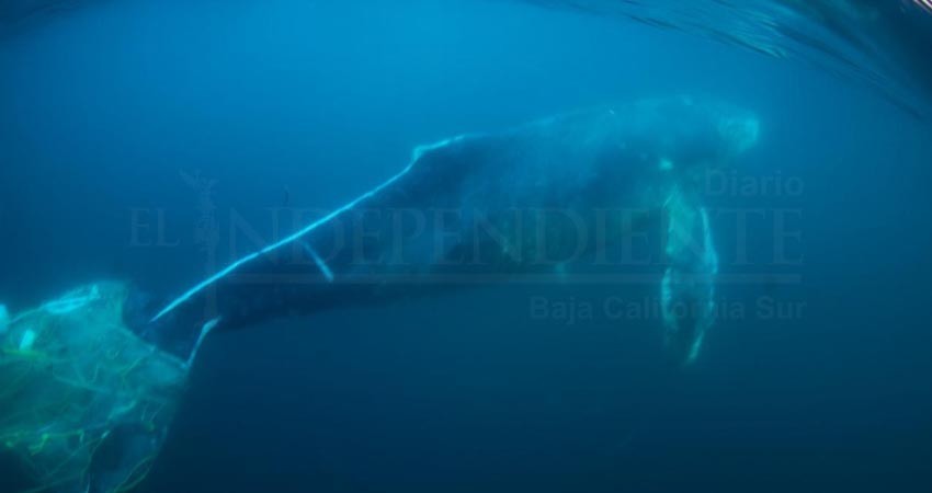 Auxilian a  ballena enmallada frente a costas de Los Cabos