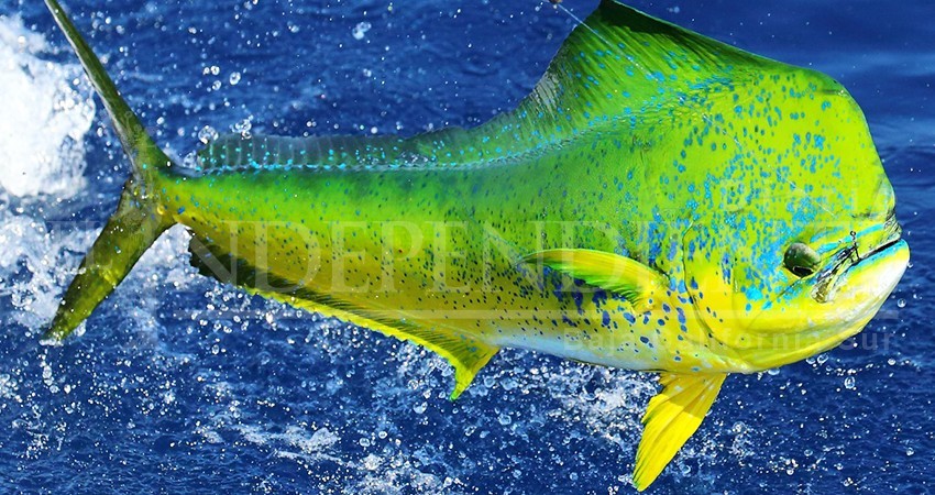 Es México el "único país" que no aprovecha el dorado, señalan expertos