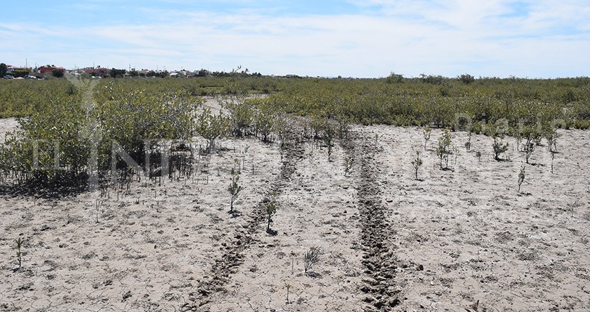 Destruyen parte del manglar del Conchalito