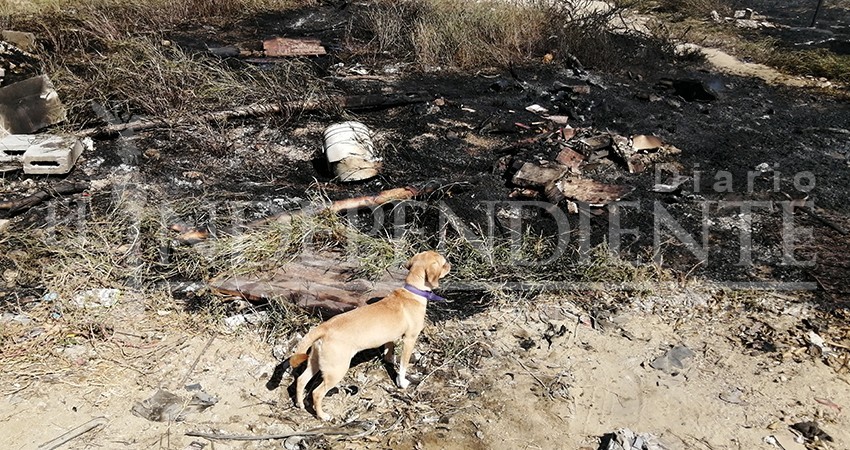 Pirómanos hacen fechorías en pastizales y baldíos de CSL