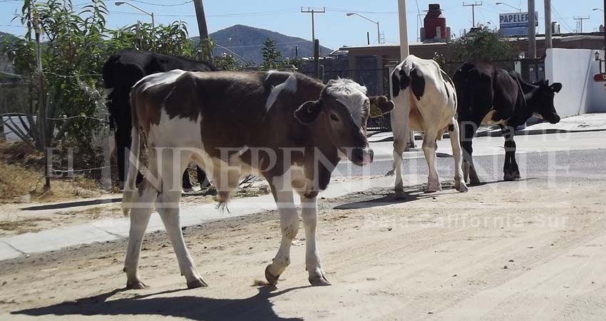 Matanza de reses que se realice fuera del rastro municipal, va contra la ley: Director