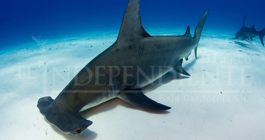 Buscan amparar al tiburón martillo para que SEMARNAT lo proteja