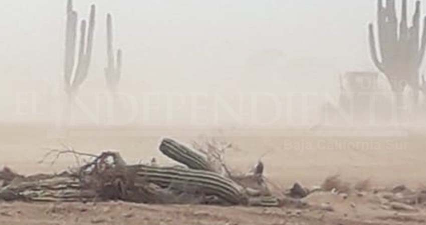 Ayuntamiento de Comondú detuvo a empresa que depredaba flora sin permiso