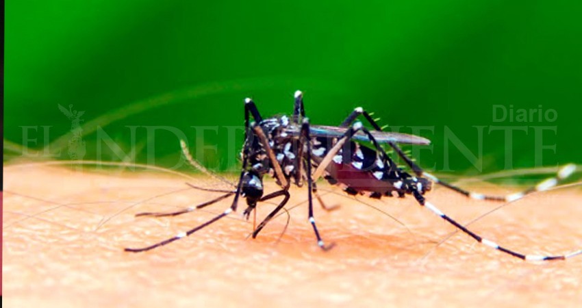 Registra BCS tres casos de dengue durante este 2020