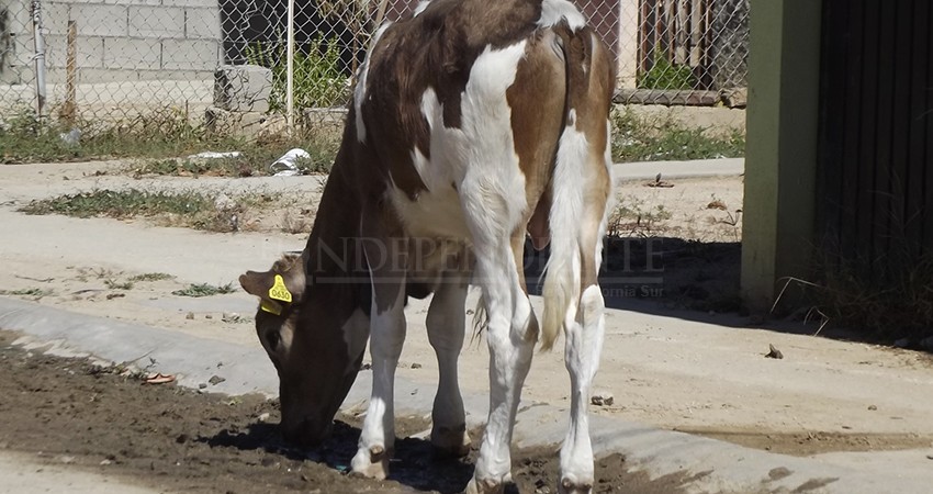 Ganado suelto y perros callejeros propician problemas de contaminación: acusan colonos de Costa Dorada