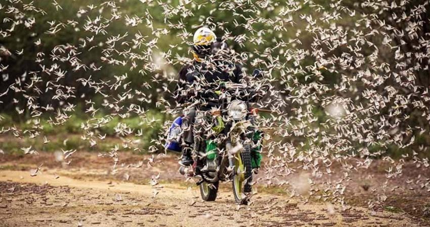 Alerta ONU de crisis alimentaria en África por plaga de langostas