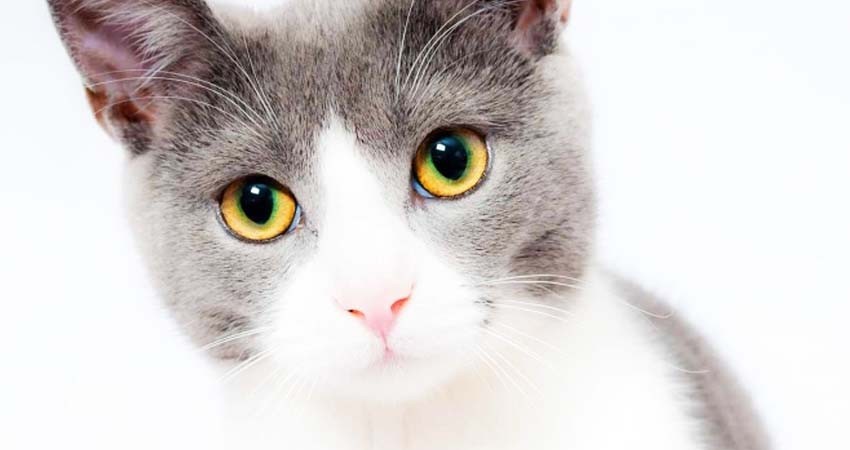 Dos gatos domésticos dan positivo al coronavirus en Nueva York