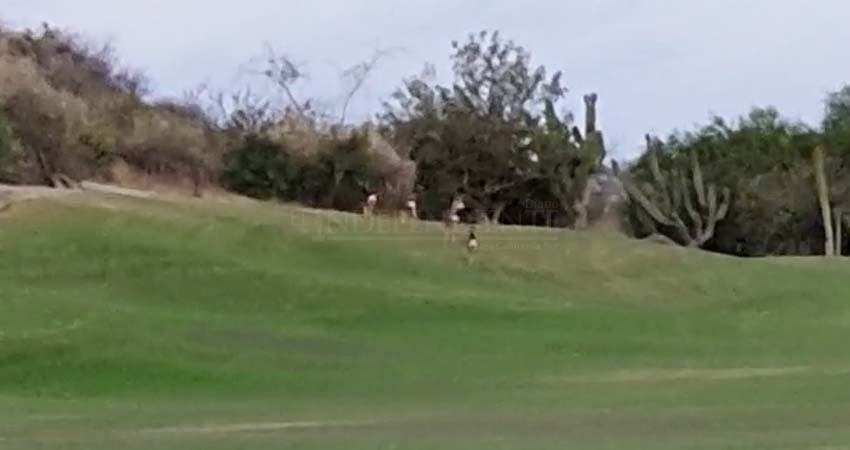 Felinos y venados disfrutan soledad en campos de golf de Los Cabos