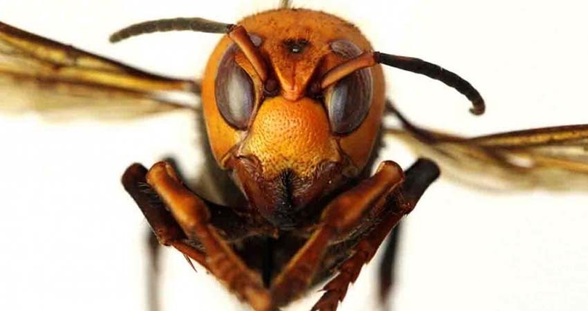 Reportan avispas gigantes en EU que podrían matar personas