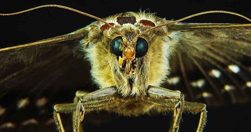 Tras avispas 'asesinas' ahora alertan en EU por 'polillas gitanas'