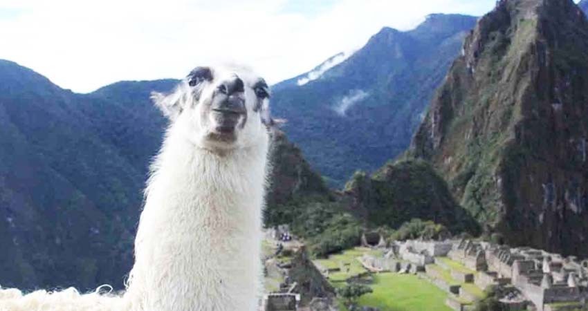 Una llama podría ser la clave para una vacuna contra el coronavirus