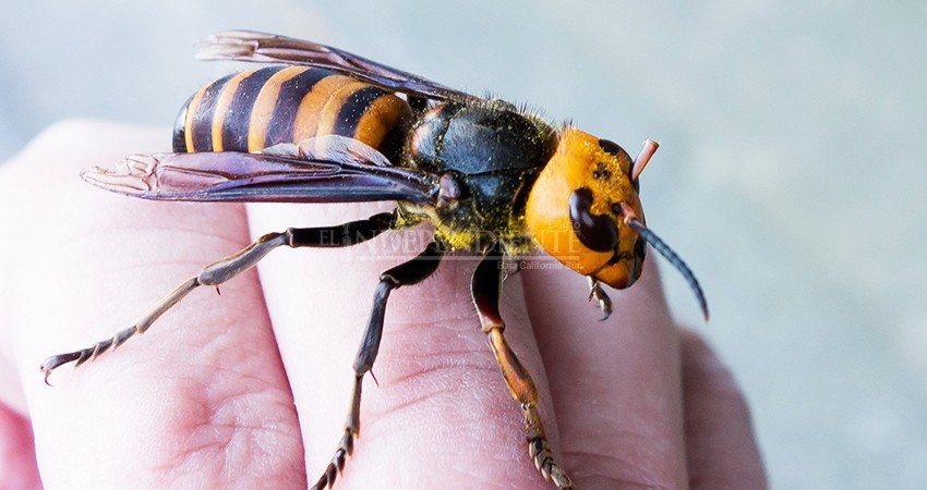 Avispas asesinas, una amenaza a poblaciones de abejas en BCS: Biólogo