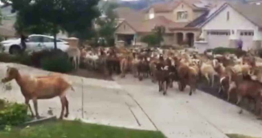 Cabras 'escapan' de corral y toman calles de California; hay video