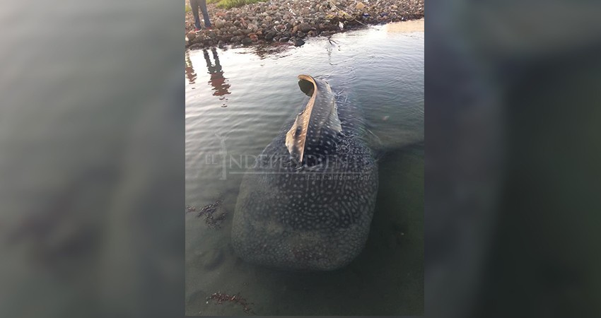 Encuentran muerto a “El Sultán”, un tiburón ballena de la bahía de La Paz