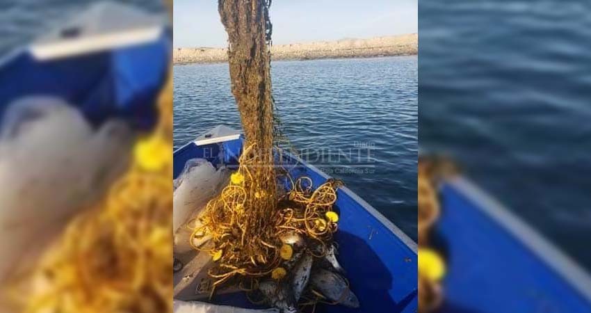 Continua la pesca ilegal en inmediaciones de Cabo Pulmo