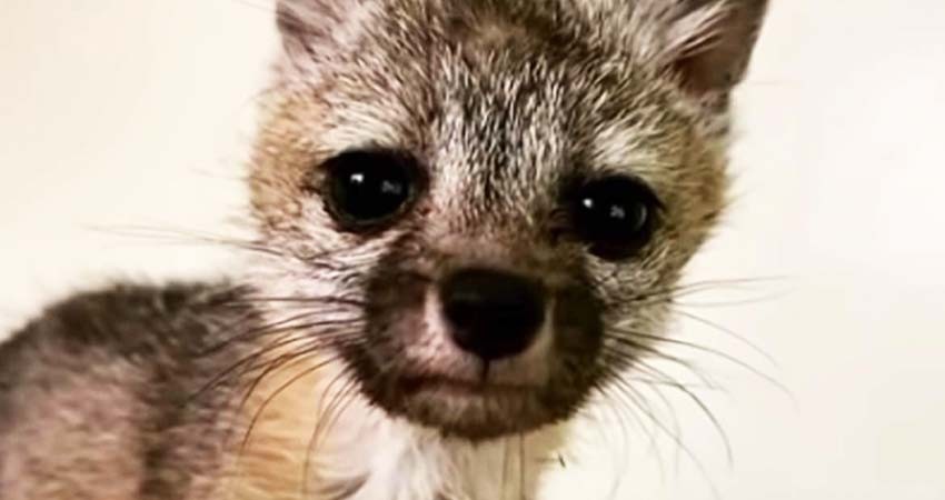 Zorro huérfano sigue a perrito hasta casa, pensaba que era su mamá