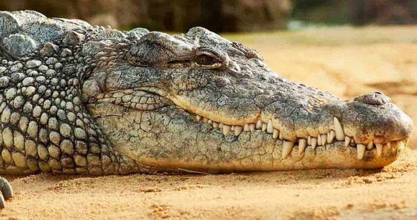 Ancestros de cocodrilos habrían caminado en dos patas, según estudio