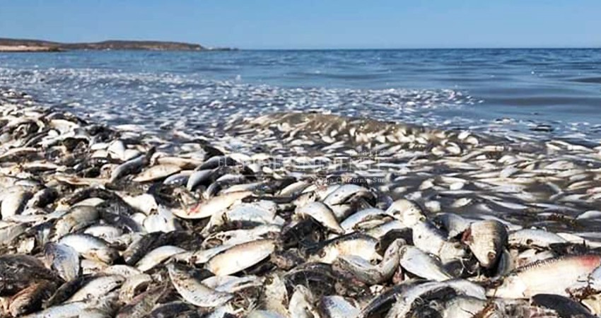 Pesca irresponsable provoca mortandad de sardina en Mulegé