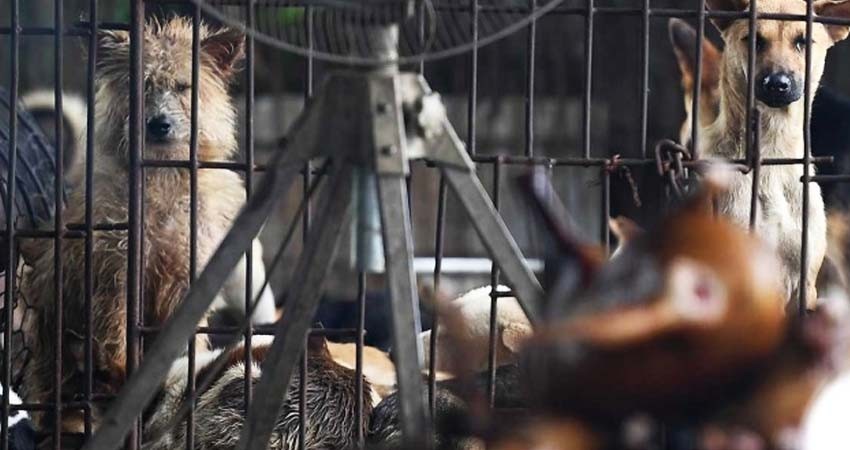 Mataban perros y gatos para vender su carne; caen in fraganti