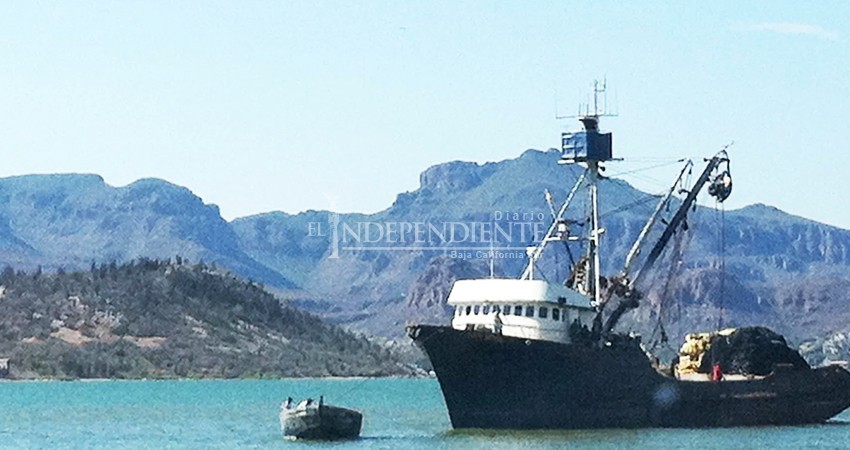 Barazón de sardinas en Punta Chivato fue provocada, pero no es pesca ilegal: autoridades