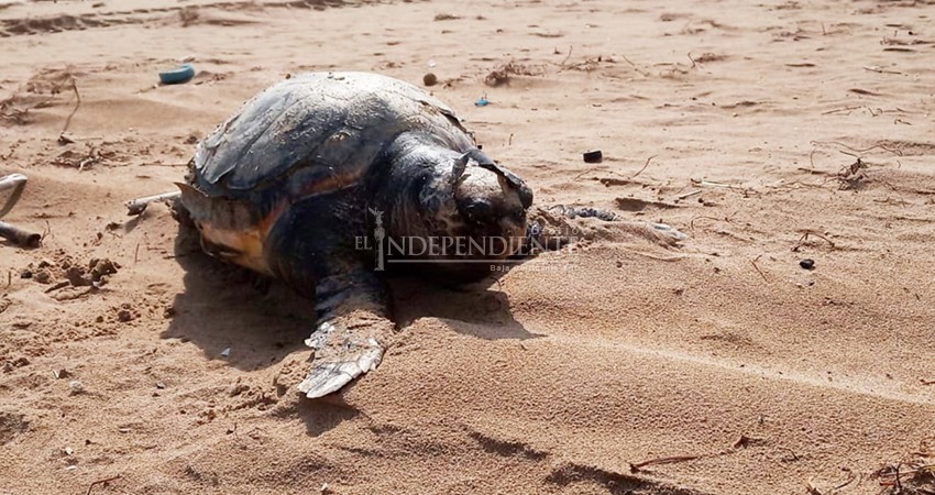 Cooperamos en el monitoreo de la tortuga, y ahora nos difaman: pescador