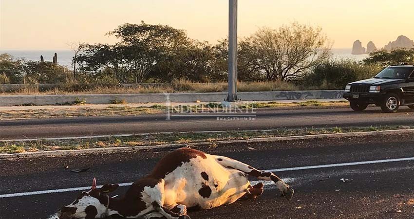 Ganado suelto en la Transpeninsular sigue causando accidentes viales
