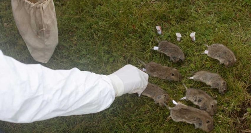 Alerta en China por caso de peste bubónica