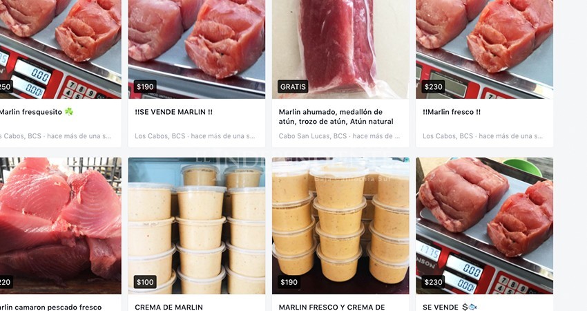 Van por quienes que venden ejemplares exclusivos de pesca deportiva en redes sociales