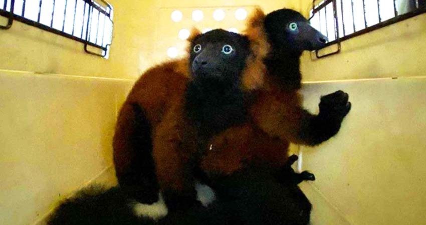 Estos son los dos raros lémures rojos que nacieron Singapur