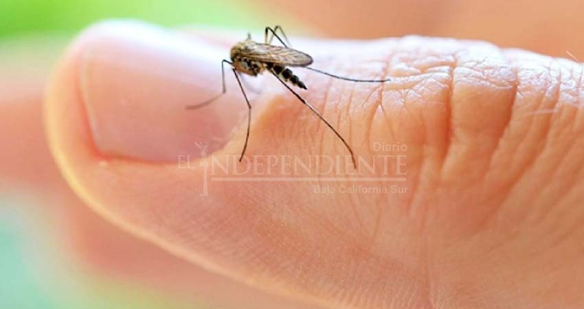 BCS, entre las entidades con menor número de casos de dengue durante este año