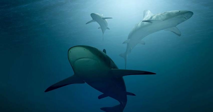 Científicos alertan declive en población de tiburones