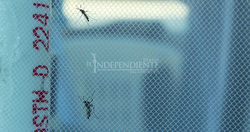 Con 4 casos de dengue este 2020, reactivan programa de vectores