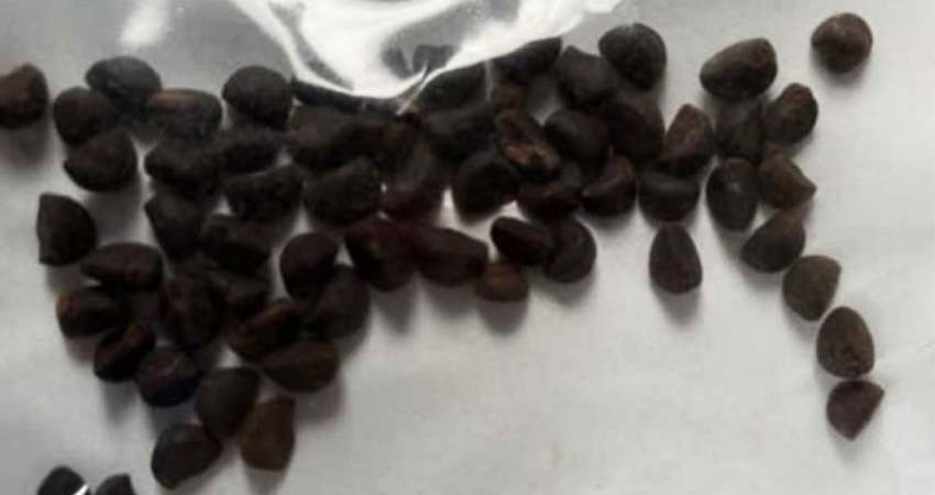 Paranoia en EU por misteriosos paquetes de ¿semillas chinas?