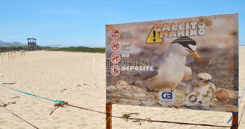 Vehículos todo-terreno están destruyendo nidos de Gallito Marino 