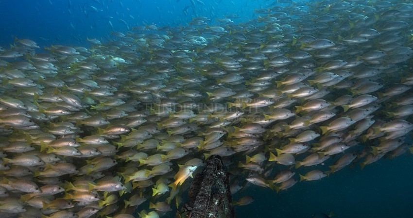 Celebrarán 25 años del Parque Nacional Cabo Pulmo como ANP