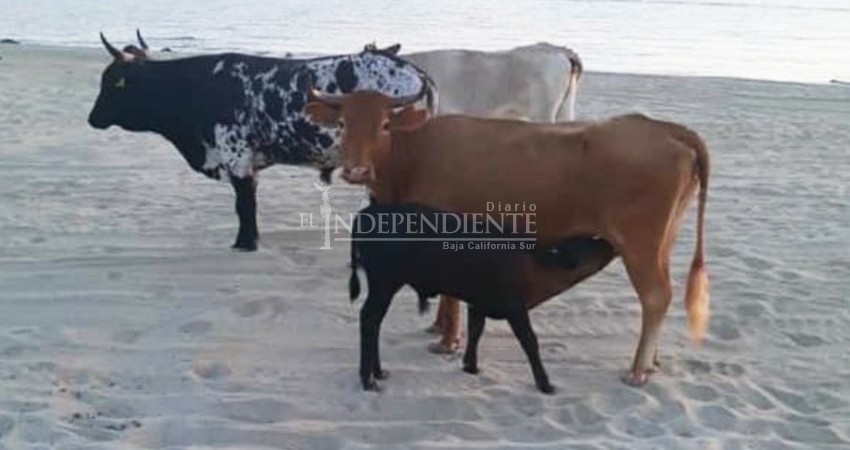 Piden poner orden a ganado suelto; hasta en las playas deambulan