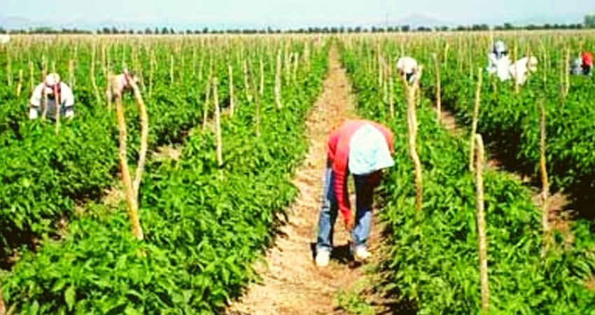 Avalan plan para eliminar el glifosato