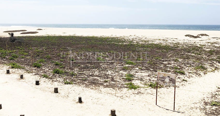 Ampliarán ante la FGR denuncia por daño ambiental al Estero de SJC