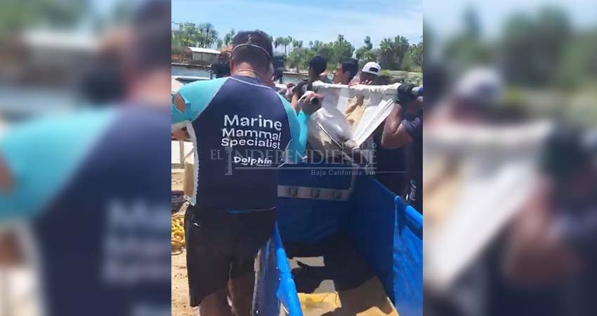 Con lesiones los lobos marinos y delfines que encerraron en camiones de mudanza
